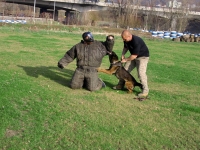 Mann gegen Hund